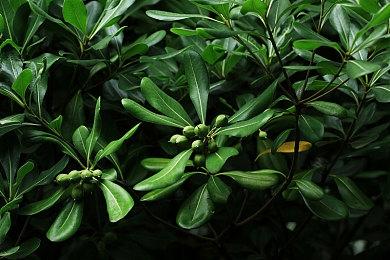 卡普空发布Steam版《怪物猎人 崛起》 炎火村套装外观预览